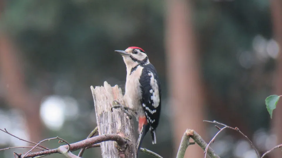 Woodpecker